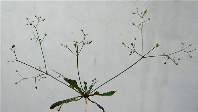 Paramollugo nudicaulis